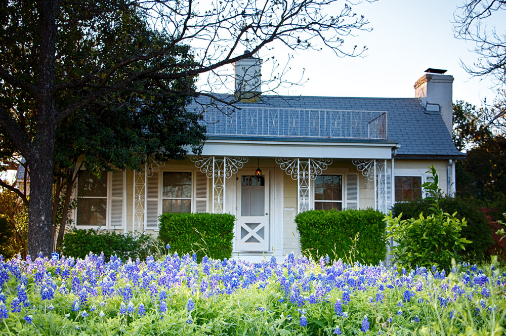 Bluebonnets